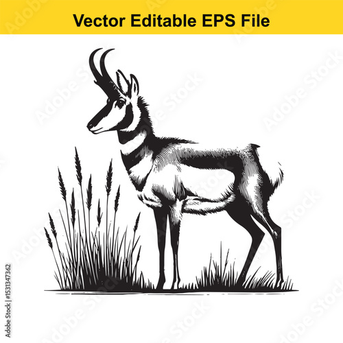 Pronghorn Antelope in Grassland, Black and White Vector Illustration
