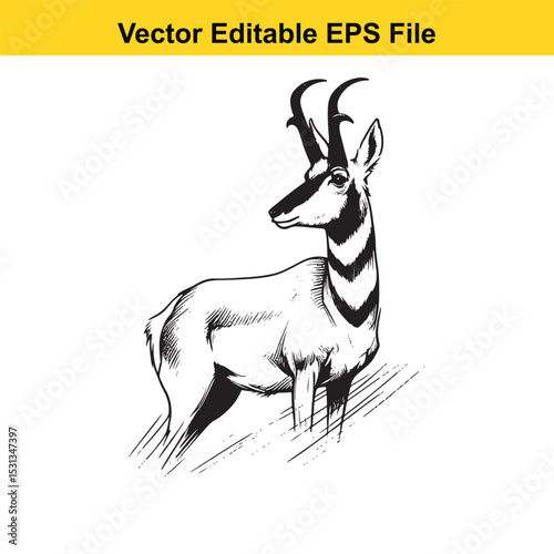 Pronghorn Antelope in Black and White Vector Illustration
