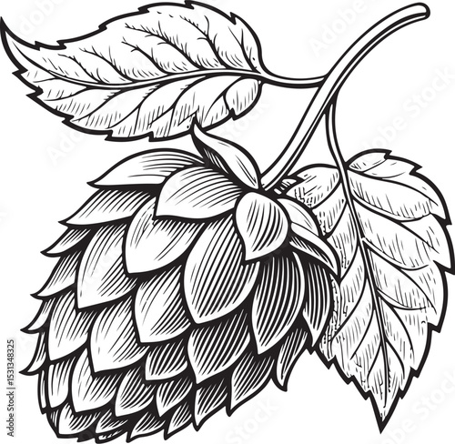 Hop cones beer hops Vector Illustration, Sketch Drawing Line Linear Symbol Icon Engraving Coloring Book, Hand-drawn Black and White Isolated