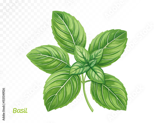 Watercolor basil bunch with detailed realistic leaves in radial arrangement, perfect for organic cooking themes. Vector illustration.