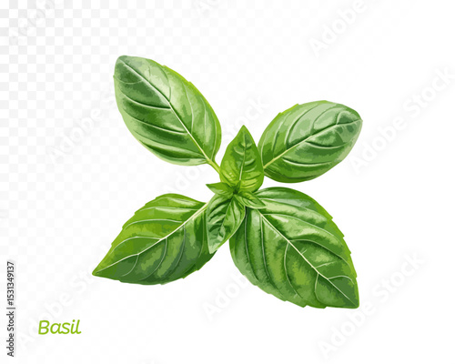 Watercolor basil leaf illustration with realistic green color tones and detailed natural shape. Vector illustration.