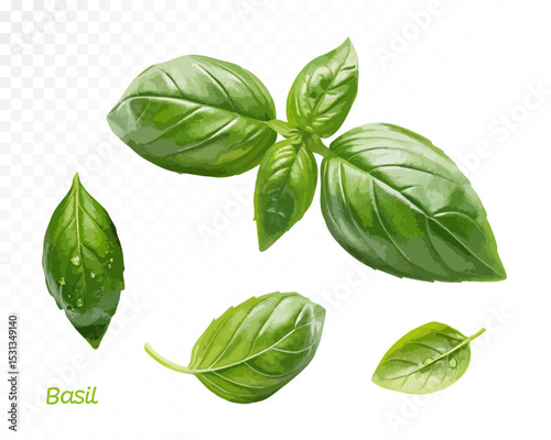 Watercolor basil leaves set featuring multiple angles and sizes for versatile food and botanical design use. Vector illustration.