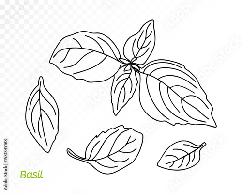 Set of outline basil leaves in various angles, minimal hand-drawn sketch style. Vector illustration