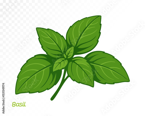 Watercolor basil leaf with delicate veins and fresh natural shape for culinary and herbal compositions. Vector illustration.