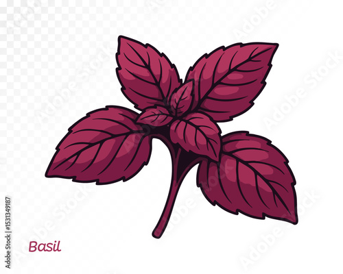 Watercolor deep purple basil leaf cluster with realistic details and vintage drawing style. Vector illustration