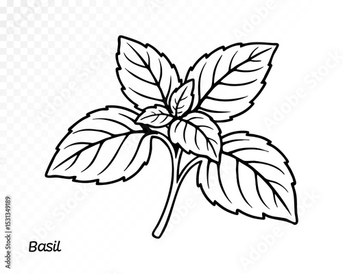 Outline illustration of basil leaves in hand-drawn style, perfect for coloring or design sketches. Vector illustration