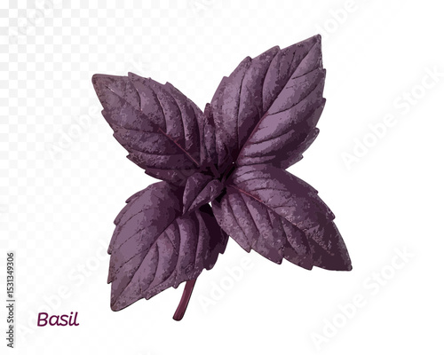 Watercolor drawing of four large purple basil leaves forming a cross-like pattern with rich tone and detail. Vector illustration