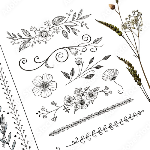 Botanical line art floral elements isolated on transparent background