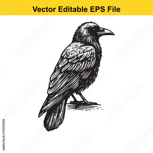 A vector illustration of a crow, perched and facing right, in a detailed black and white style