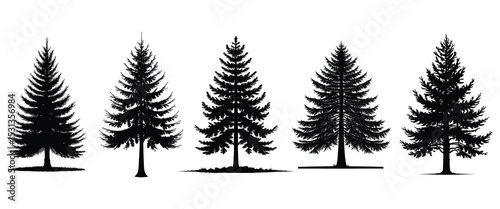 Five Detailed Silhouettes of Coniferous Trees