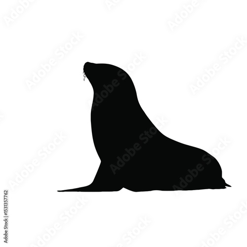 sea lion vector