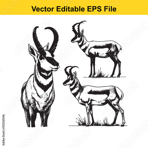 Pronghorn Antelope Vector Illustrations: Three Detailed Drawings of an Antelope
