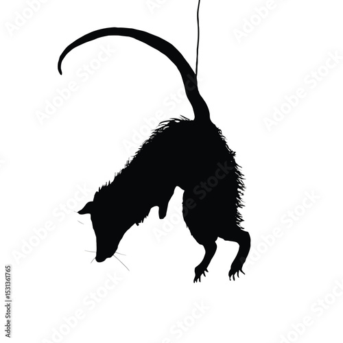 Black Silhouette of Rat Hanging Downwards white background