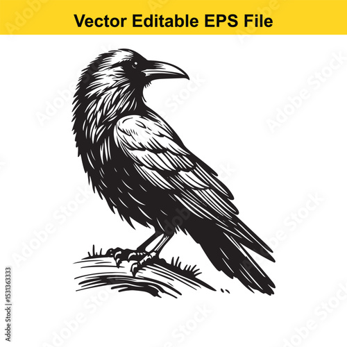 A majestic crow perched on a branch, depicted in a classic black and white vector illustration style.