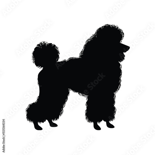 Black Standard Poodle Silhouette Dog Profile vector
