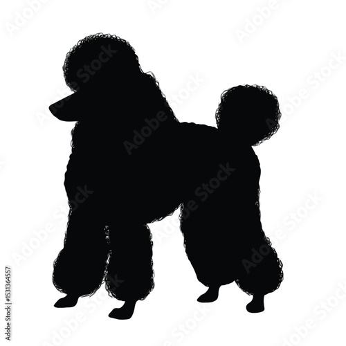 Black Standard Poodle Silhouette Dog Breed Profile