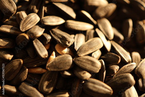 sunflower seed background