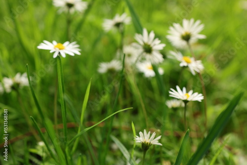 Fototapeta Naklejka Na Ścianę i Meble -  white daisies in a meadow