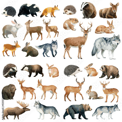 Cute watercolor illustrations of woodland animals like deer, wolf, bear, hedgehog, rabbit, and more. Great for kids’ books, nature prints, and wildlife projects.

