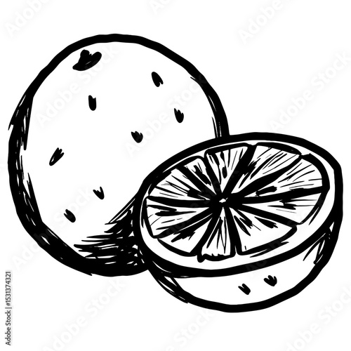 Hand-drawn orange and lemon halves in black and white illustration  