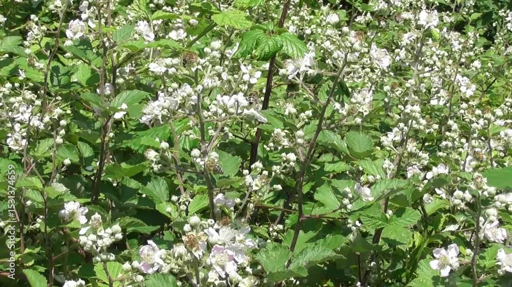 wild bees on blooming blackberry flowers wild bees on blooming blackberry flowers