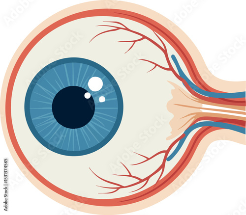 Human eye anatomy cross section showing retina optic nerve and blood vessels vector illustration 
