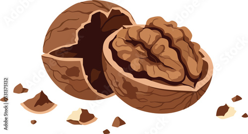 Walnut nut half cracked shell with scattered pieces natural food vector illustration 