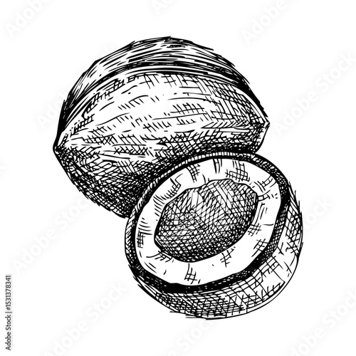Coconut sketch. Hand drawn nut illustration. Natural ingredients, organic food logo design. Not AI generated