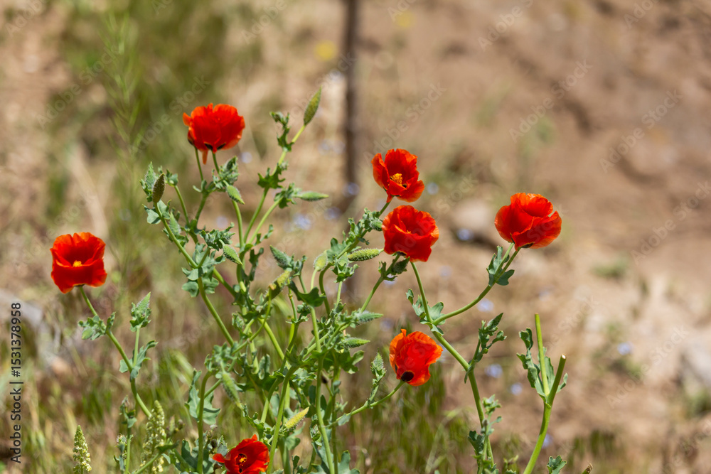 Fototapeta premium Wild poppies blooming on a rugged slope near Damavand, Iran, bringing vibrant color to the arid mountainous landscape.