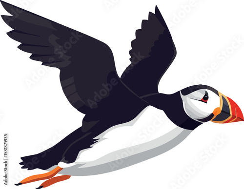 Puffin flying bird with black white feathers and orange beak illustration vector 