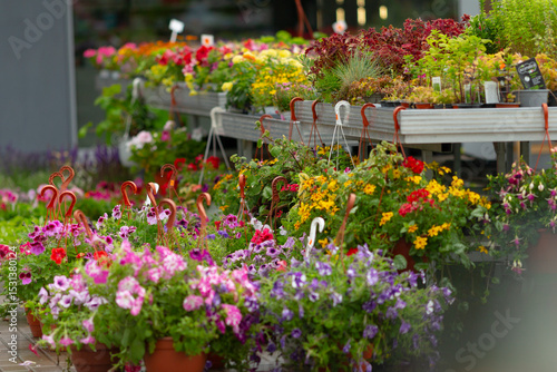 Fototapeta Naklejka Na Ścianę i Meble -  A vibrant and diverse flower display at a local garden center showcases an array of various colorful potted plants and beautiful flowers that are available for sale to the public