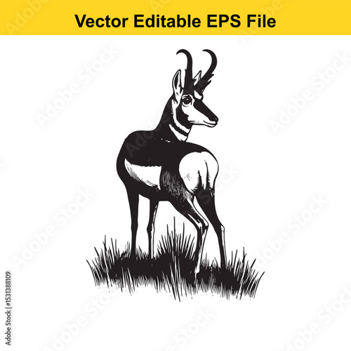 Monochrome Illustration of a Pronghorn Antelope Gazing Backward Standing in Grass Field Vintage Art Vector Editable EPS File