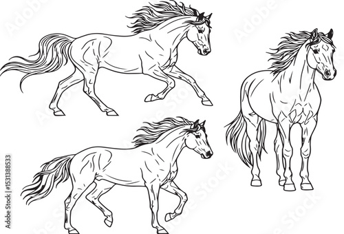 Elegant black and white line art illustrations depicting horses in various poses