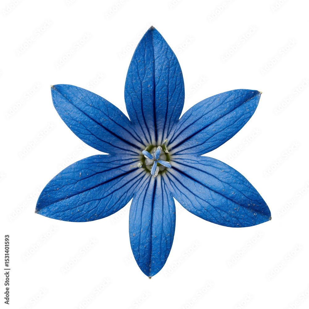 Obraz premium Vibrant blue flower with six petals and intricate vein patterns radiates from center, creating striking and symmetrical appearance. petals are deep blue with lighter veins