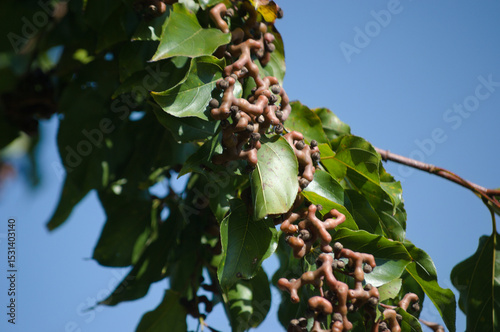 Plant known as Japanese grape (Hovenia dulcis) and its distorted light brown leaves and fruits.