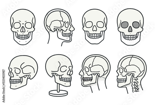 Skull diagram set. anatomy linear skulls. skull, head, bone, profile, human, skeleton vector icons.
