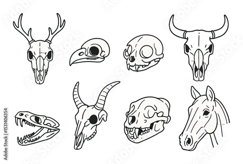 Animal skull set. wildlife silhouette skulls. deer, bird, bear, cow, horse vector icons.