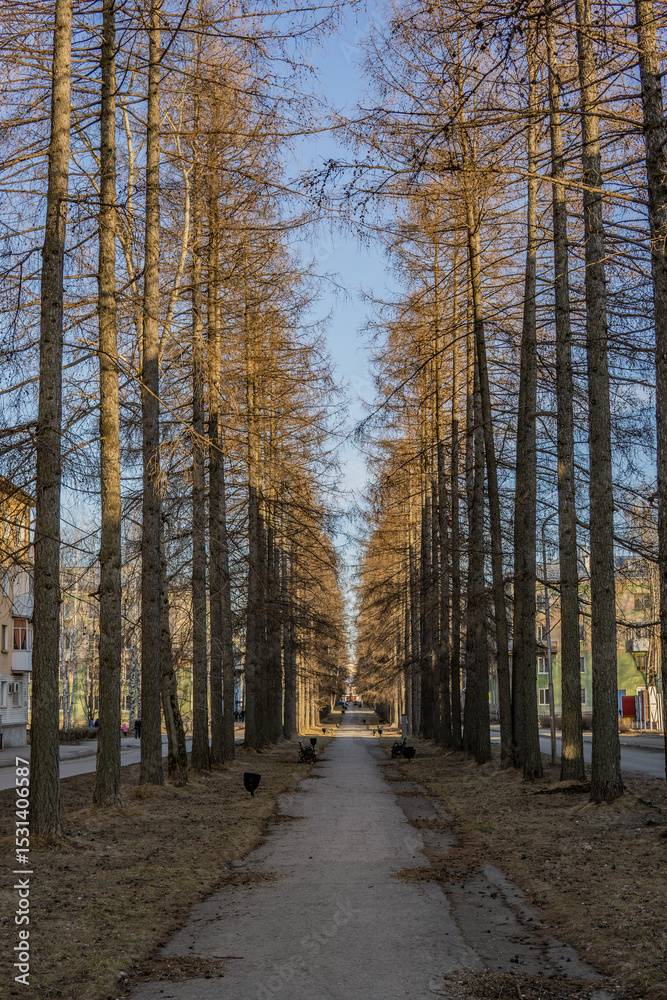 Naklejka premium autumn in the park