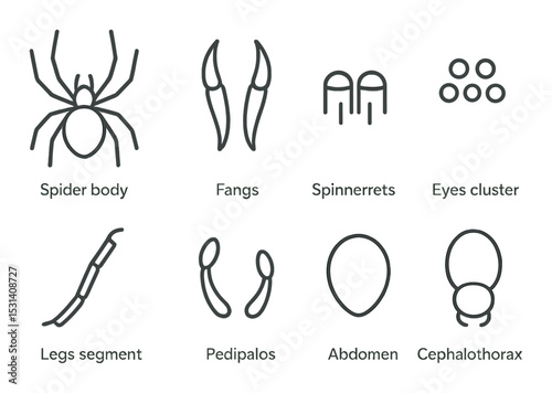 Spider anatomy set. arachnid silhouette body, fangs, spinnerets, legs, pedipalps vector icons.