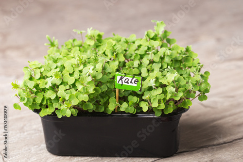 Sprouted curly leaf kale in tray. Organic micro greens. Healthy eating.