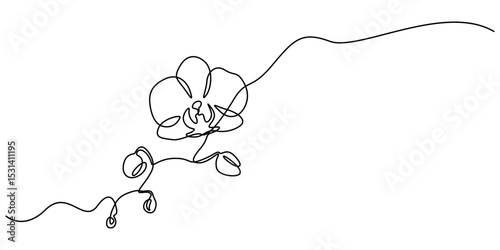 Hand drawn orchid flowers. One line drawing. Minimalist art, Phalaenopsis flower one line art. Continuous line drawing of plants, herb, flower, blossom, nature, flora, tropical flowers, orchid.