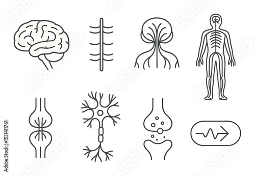 Nervous system set. linear neuron, brain, synapse, spinal cord, nerve vector icons.
