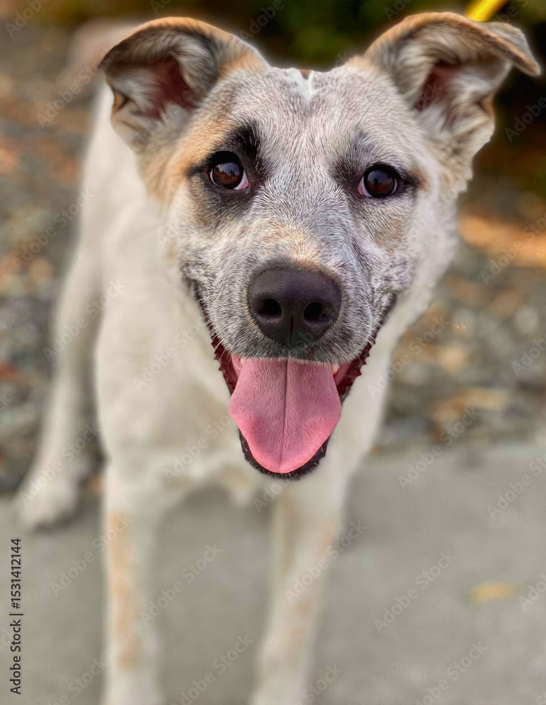 Naklejka premium Speckled Cattle Dog Mix with Pink Tongue