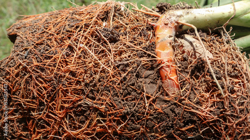 Root system of Snakeplant. Roots viens seen, root bound plants while repotting