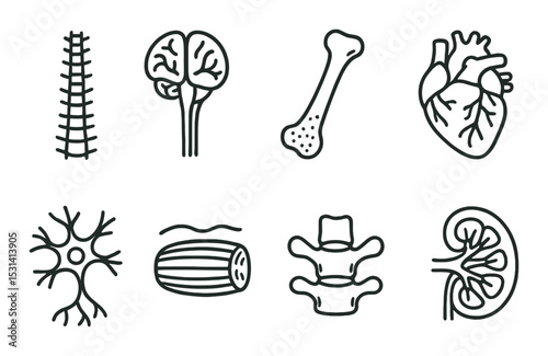 Anatomy icon set. human body outline spine, brain, heart, bone, organ vector icons.