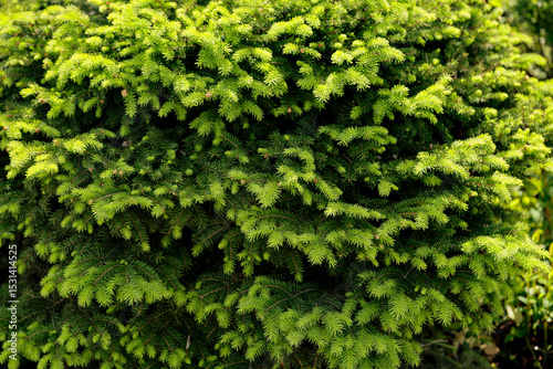 Common spruce 