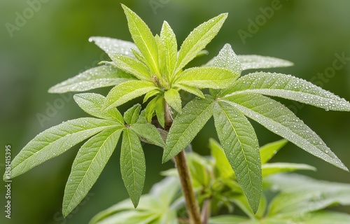 Mugwort plant branches glistening with water droplets in a serene natural setting