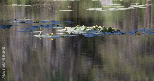 drone photo of lily pads in bloom on a pond ideal for an environmental background