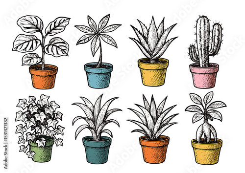 Different plant collection