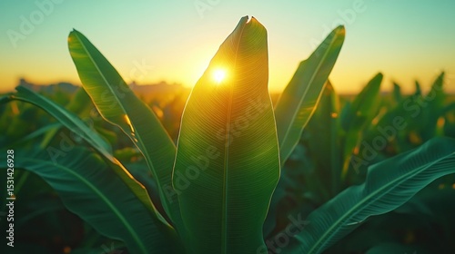 Lush banana leaves at sunrise